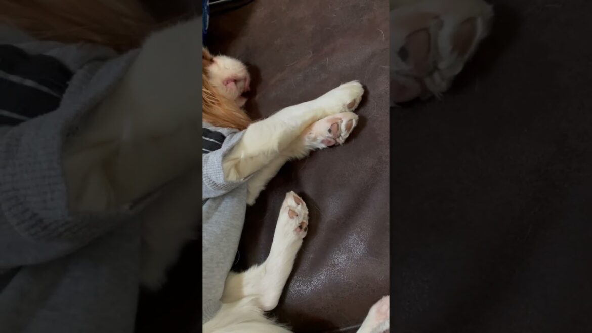 寝てるのになんでそこが動くの…?ww #shorts 寝てるのになんでそこが動くの…?ww #shorts