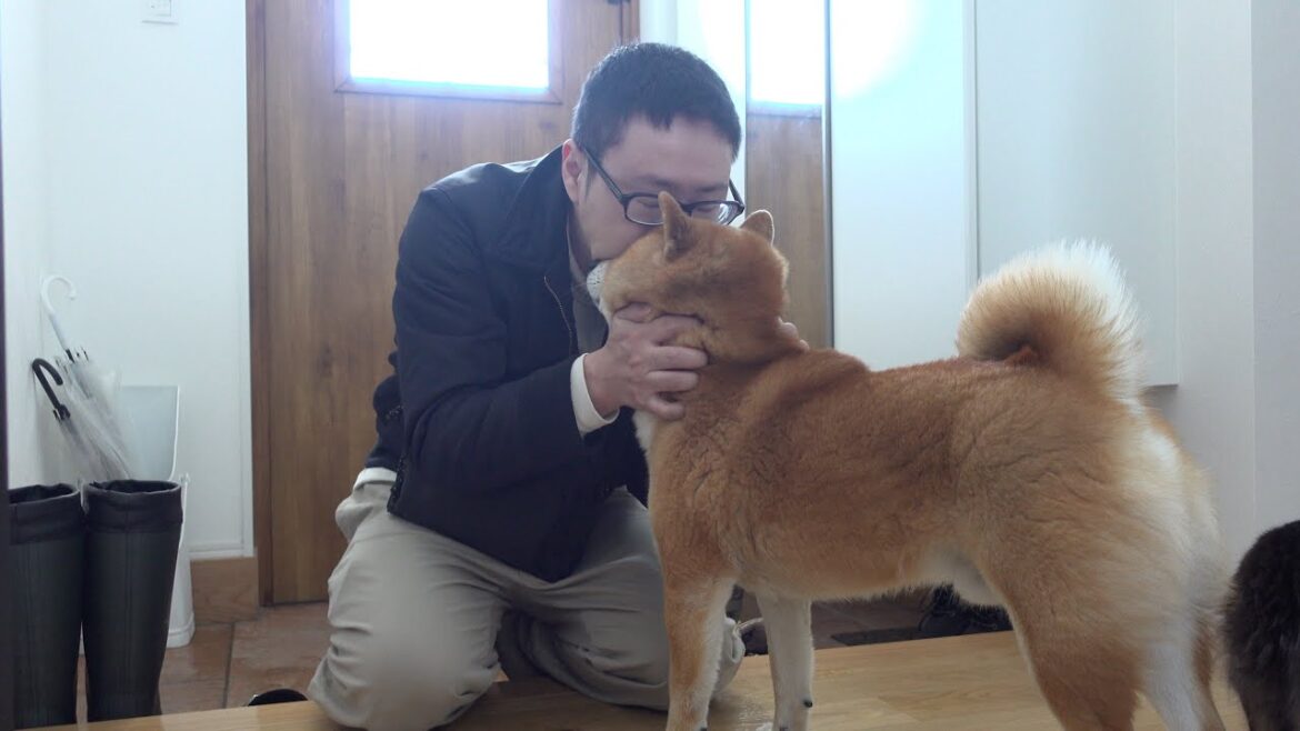 柴犬が見せた切なすぎる表情…海外へ行くパパを見送る姿に涙。