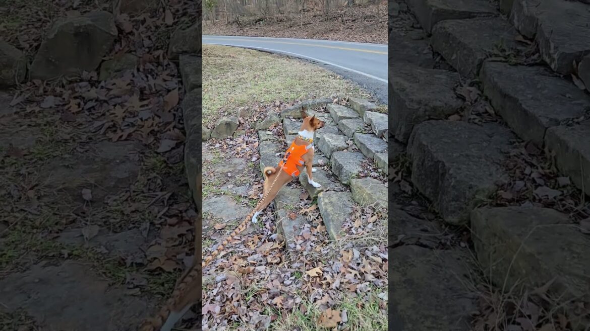 👀 looking around 12 #basenji #dogs #shorts