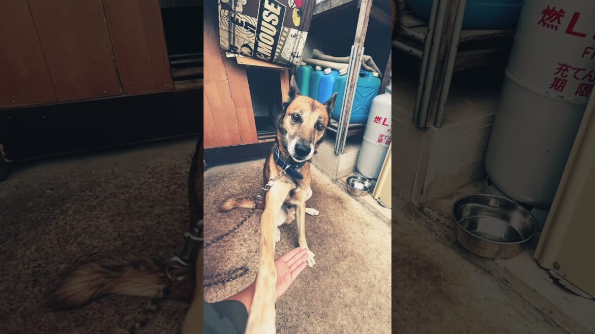 ぼくは太郎と言うらしい