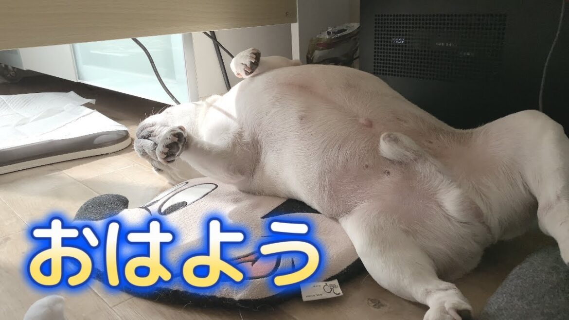 ぽーちゃんは元気です！！【フレンチブルドッグ frenchbulldog】