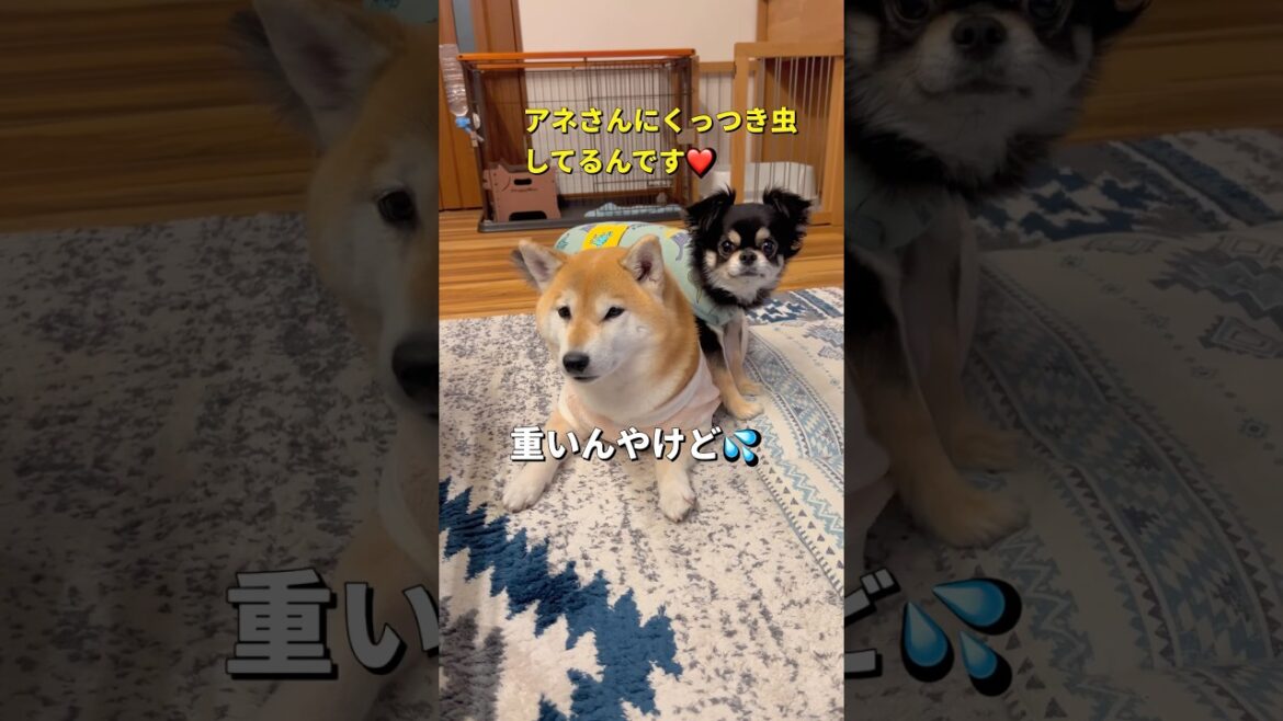 おんぶ犬⁉️😂#柴犬 #チワワ #shorts