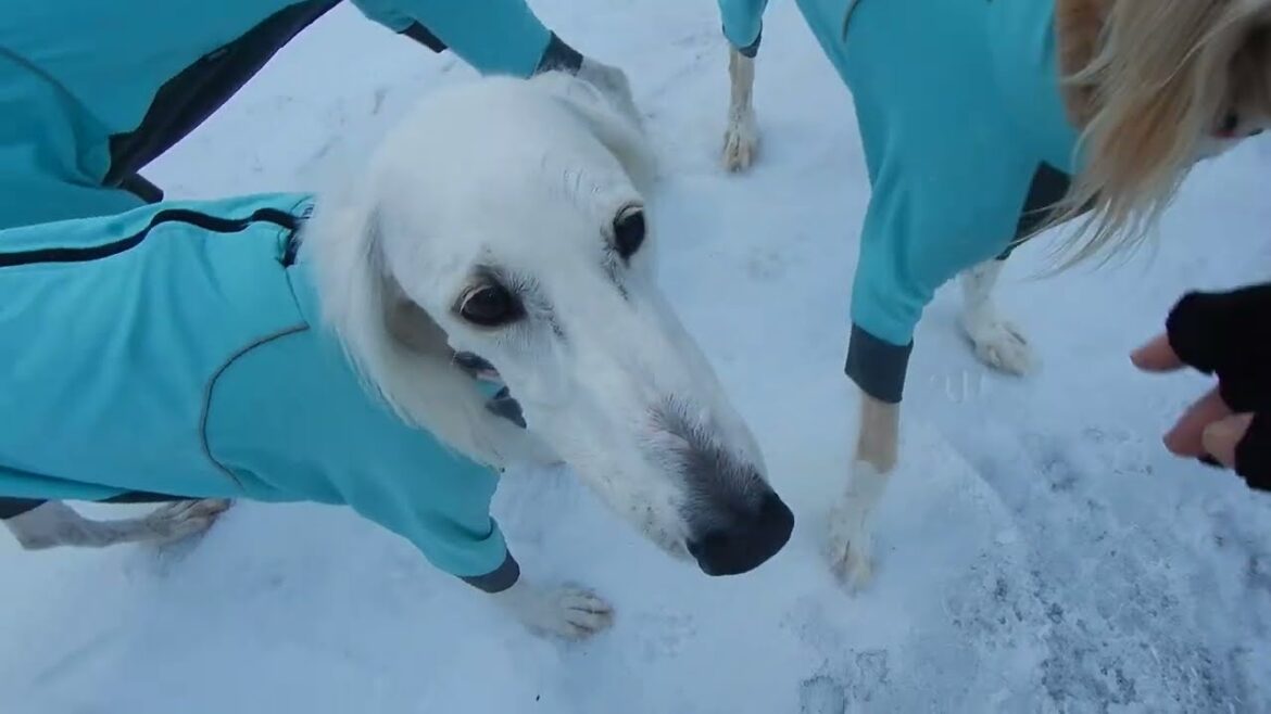 サルーキ　みしぇる！森の冒険から悠々とご帰還🐾（Saluki）