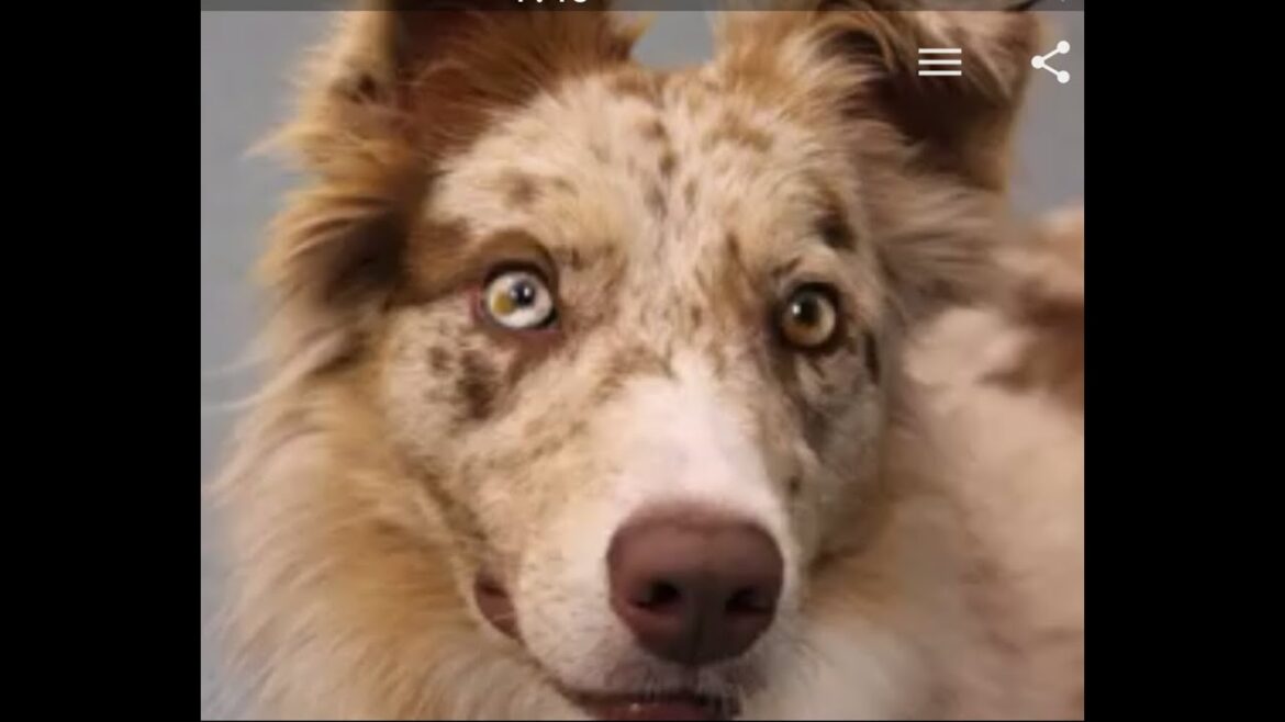 Keeva the Red Merle Border Collie in “Snow Zoomies” (raw/unedited) Keeva the Red Merle Border Collie in "Snow Zoomies" (raw/unedited)