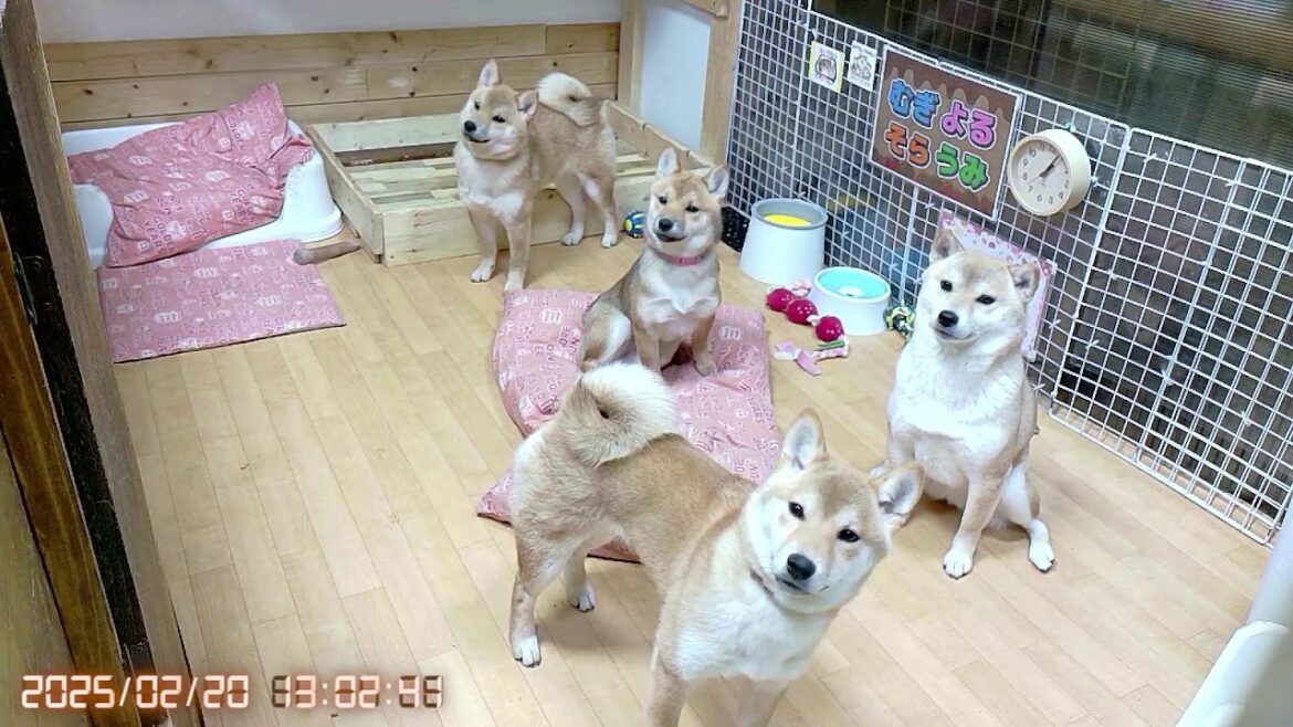 柴犬なつ！子育て生配信【生後164日】最近、雑魚寝女子会な子犬たち！