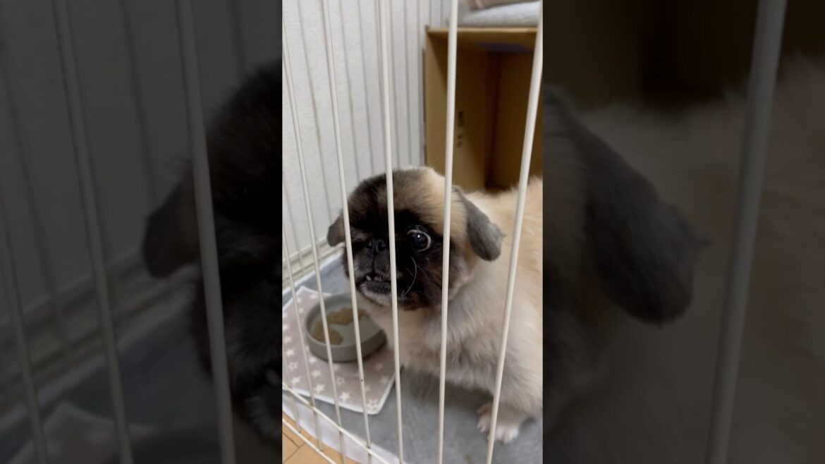 下書きに眠ってたやつ #ペキニーズ #シニア犬 #犬のいる生活