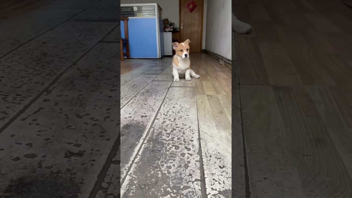 You can tell whether this year is prosperous or not by looking at the dog's expression#Dog#Sing