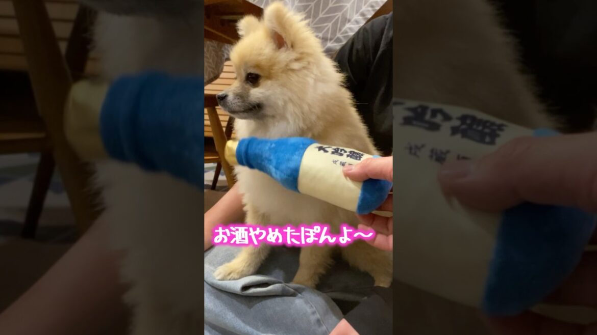 お酒やめたぽんよ〜 #shorts #ポメラニアン