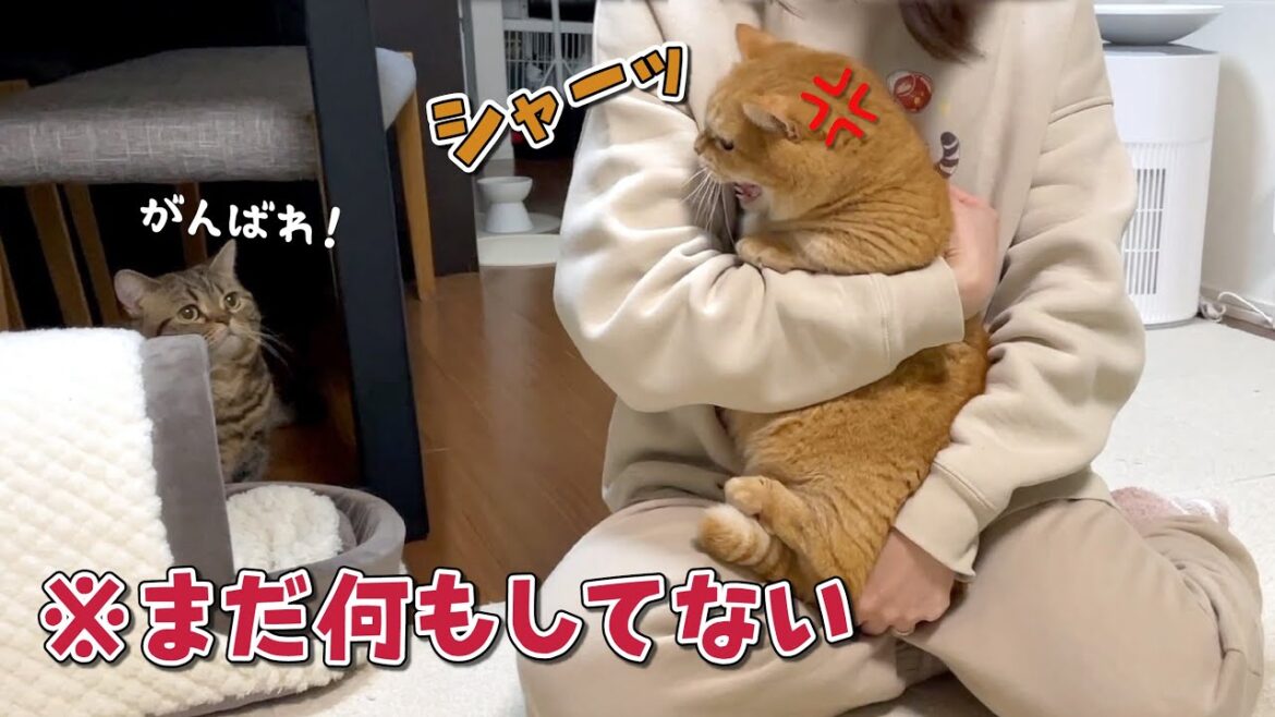 抱っこされただけでママにガチギレする勘の鋭い猫…