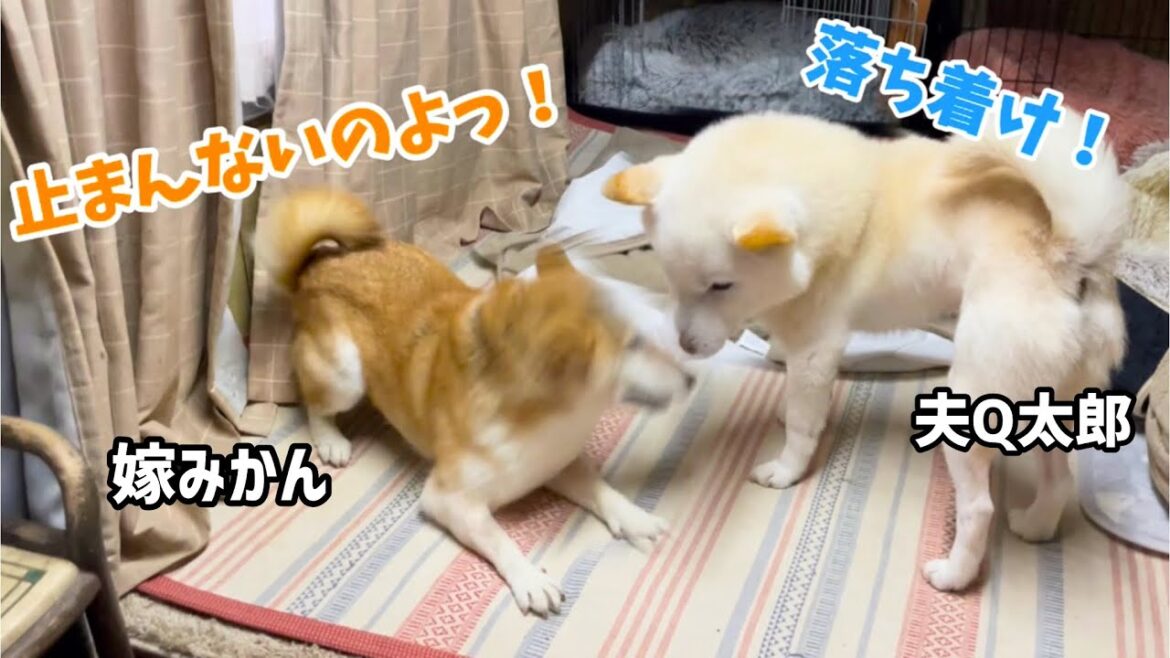 暴走嫁柴犬を止められるのは夫白柴しかいない!笑 暴走嫁柴犬を止められるのは夫白柴しかいない!笑