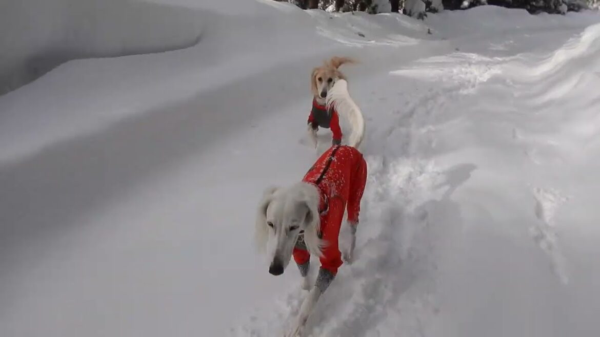 新雪に続く足跡は、サルーキの足跡🐾（Saluki）