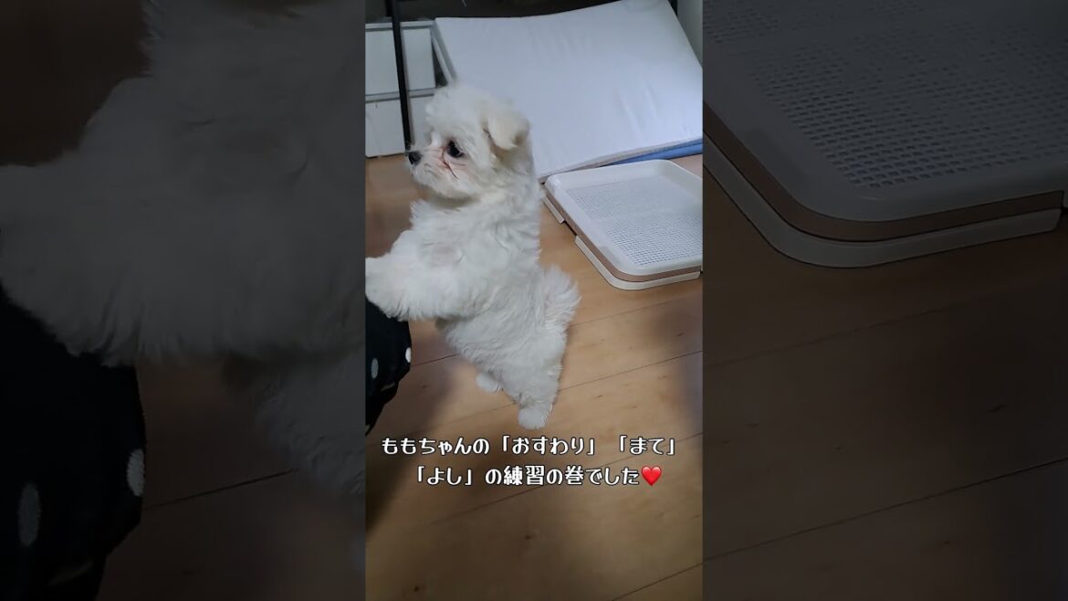 ももちゃんねる⭐️シニアと暮らすマルチーズパピー⭐️おすわり＃まて＃よし＃練習 #puppy #toymaltese #可愛い #子犬 #犬のいる生活 #もも #maltese #puppy