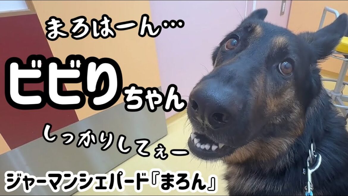 シェパードまろん🐶こんな情けない姿に…😅【ジャーマンシェパード】
