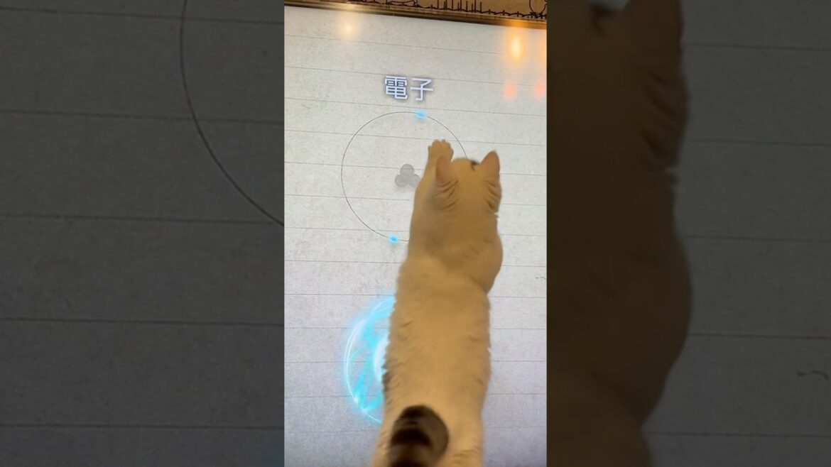 マンチカン | 量子を捕まえようとする猫 [Munchkin]
