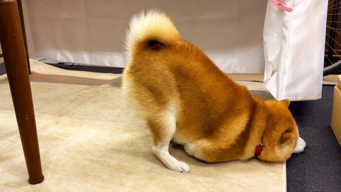 奇行の一部始終を見られていた可能性に気が付き、家族の顔をチラチラ２度見する柴犬