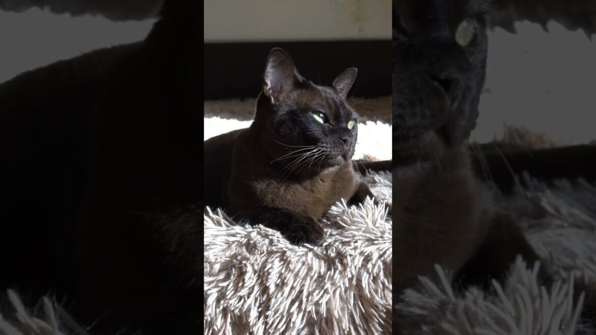 Ума #cat #котик #животные # европейская бурма