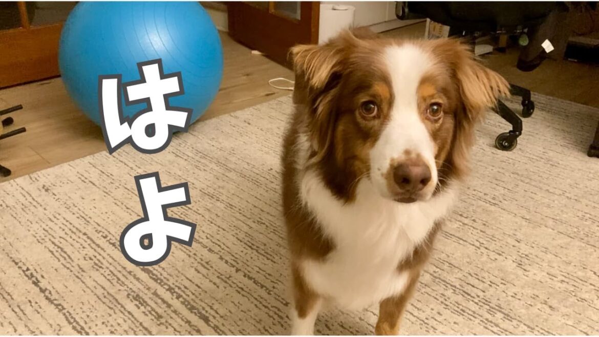 飼い主が「分かった」と言うまで、無言の圧力がレベルマックスの大型犬｜オーストラリアンシェパード