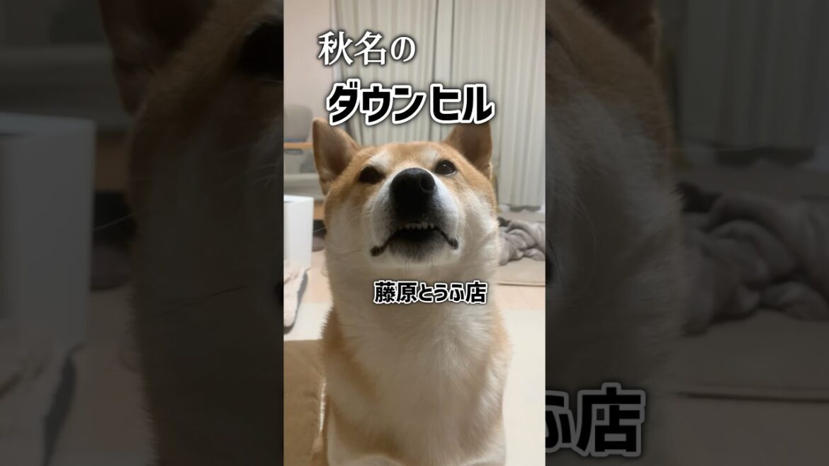 子供には内緒の柴犬かけ算「7の段〜９の段」 #犬 #柴犬#勉強