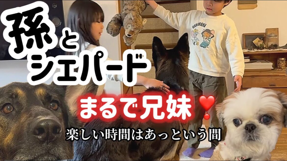 シェパードの家族愛ってすごいね💕孫と過ごす姿はまるで兄妹😆【ジャーマンシェパード】