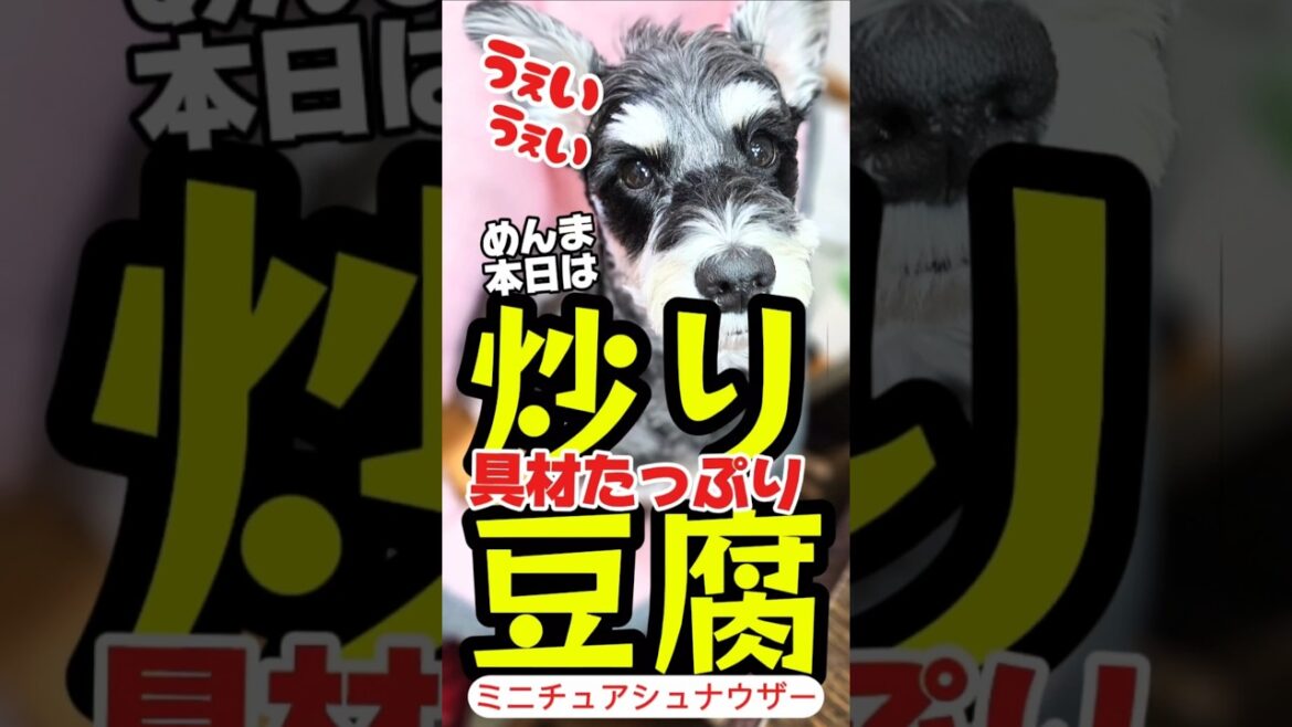 【しゃべる犬】エビとオクラの具材たっぷり炒り豆腐！激ウマ手作り犬ごはん！【ミニチュアシュナウザー】#シュナウザー#めんまのへや#犬のいる生活