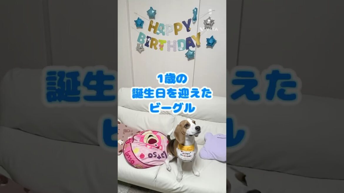 【１歳の誕生日】美味しいご馳走＆ケーキを食べてご機嫌なビーグル子犬🐶  #shorts #ビーグル犬 #puppy