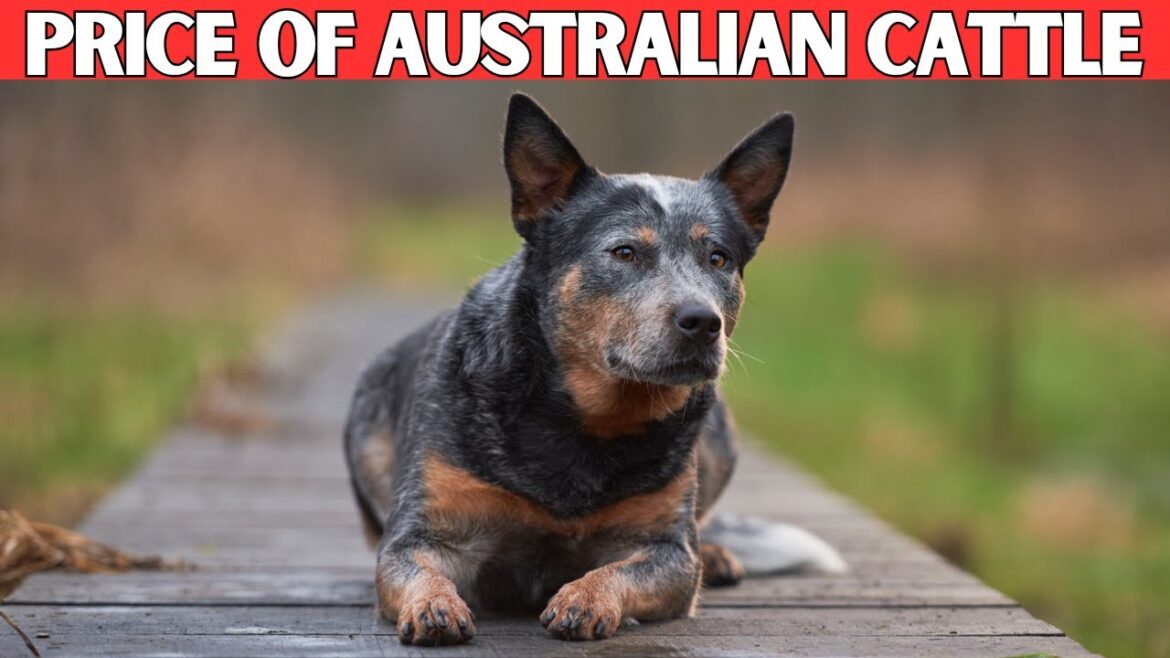Australian Cattle Dog Price | How Much Does an Australian Cattle Dog Cost? Australian Cattle Dog Price | How Much Does an Australian Cattle Dog Cost?