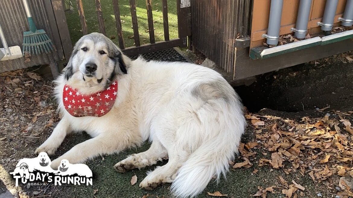 凍っていない柔らかい場所を探し穴掘りを始めたベルです Great Pyrenees グレートピレニーズ 凍っていない柔らかい場所を探し穴掘りを始めたベルです Great Pyrenees グレートピレニーズ