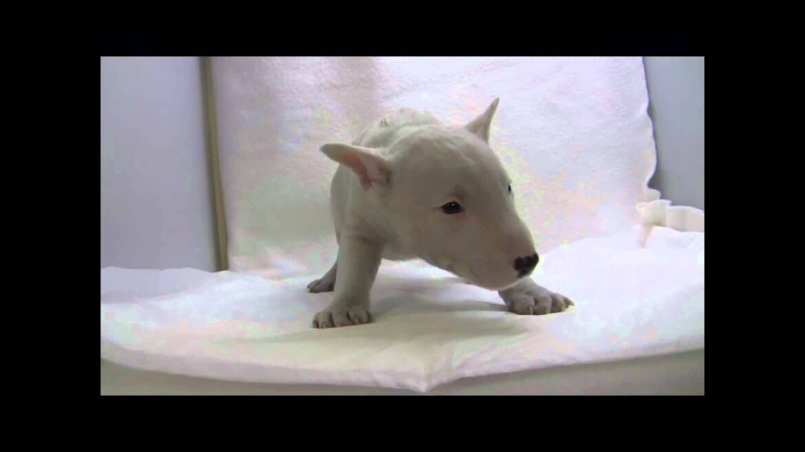 ミニチュアブルテリアの子犬02