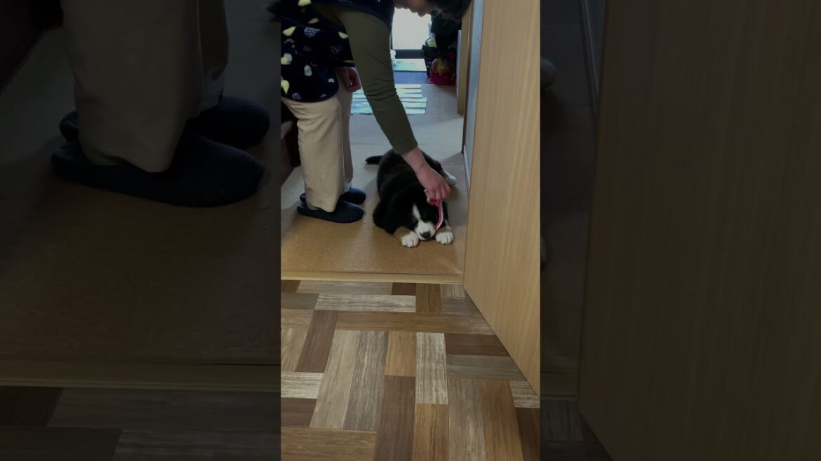 バーニーズパピーの初めてのおもちゃ　#バーニーズマウンテンドッグ #パピー　#犬