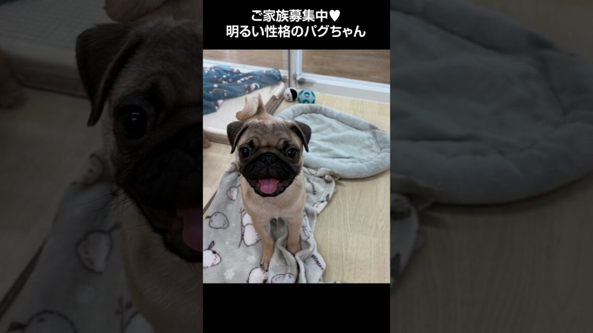 めちゃかわ明るい性格のパグちゃん🐩【横浜ペットショップ ベルドック】#shorts #犬のいる暮らし #パグ