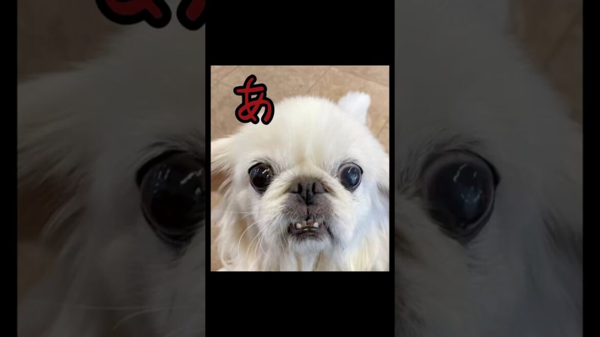 【里親募集中】みみ子ちゃん！ #dog #ペキニーズ #里親