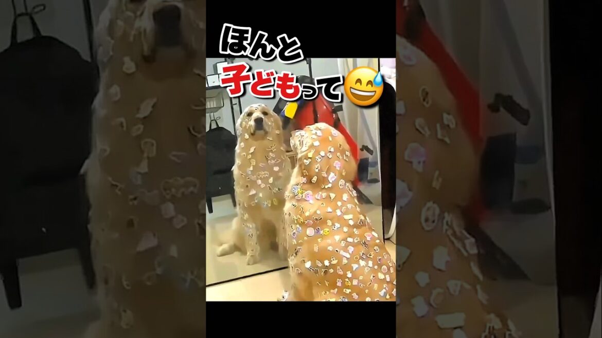 ゴールデンレトリバーの優しさが分かる動画 #かわいい動物動画 #おもしろ動物動画 #犬