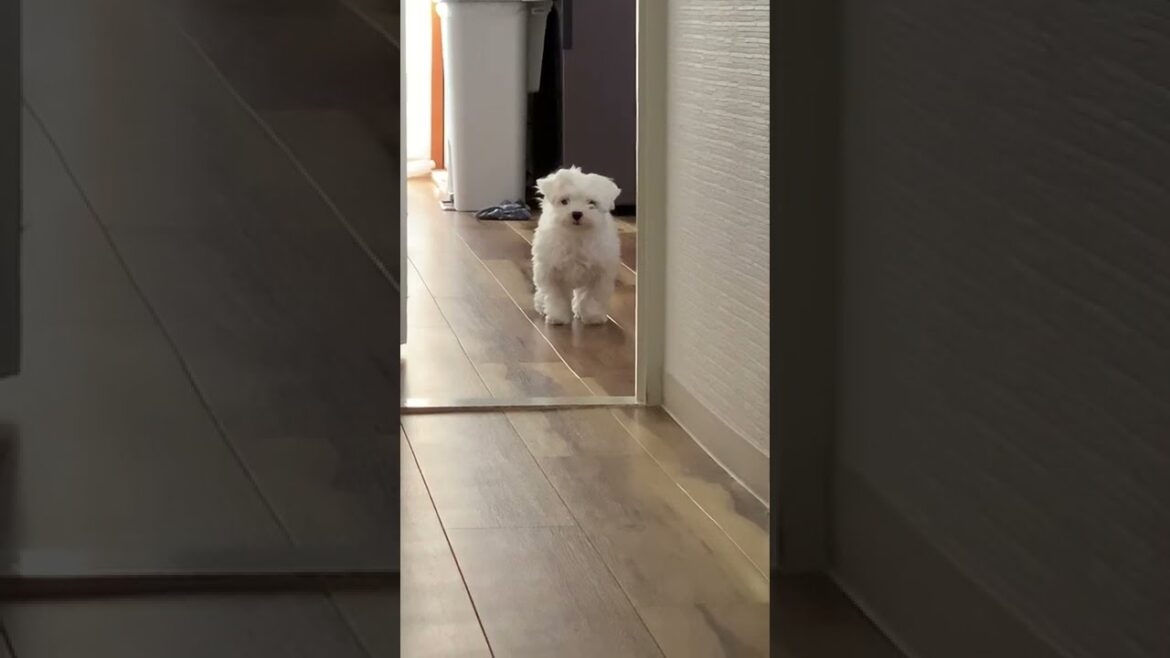 後追いもせず寂しそうにするマルチーズ。仕事を辞めたくなる瞬間。　#shorts