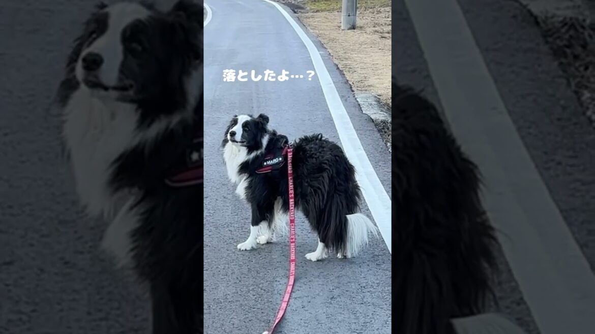 【賢すぎ】飼い主がリードを離した結果が・・・!#犬 #ボーダーコリー #dog #かわいい犬 #ショート #bordercollie #shorts 【賢すぎ】飼い主がリードを離した結果が・・・!#犬 #ボーダーコリー #dog #かわいい犬 #ショート #bordercollie #shorts