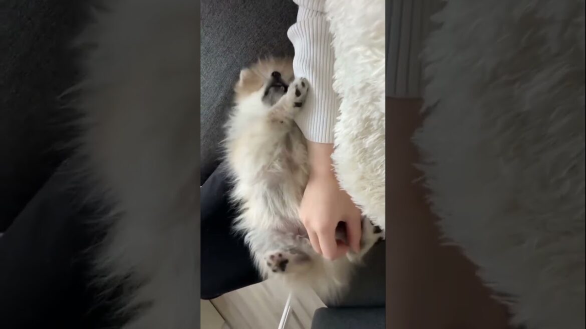 お腹もふわふわな生後3ヶ月ポメラニアン