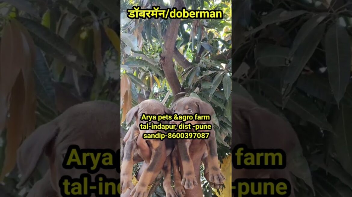 Doberman/डॉबरमन #aryapetsandagrofam #punedogs #indapur #punepetlovers #pune