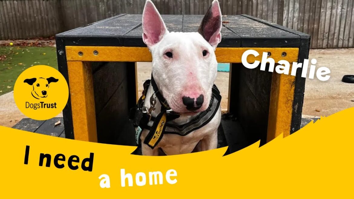 Charlie the brilliant Bull Terrier | Dogs Trust Manchester
