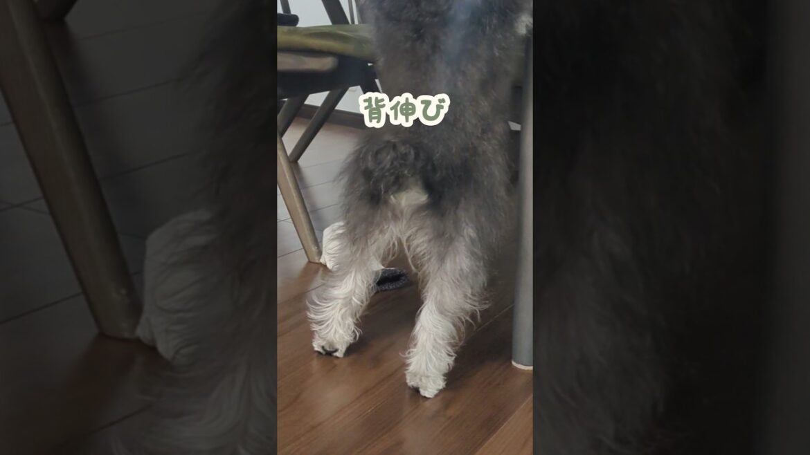 ちいちゃいあんよで一生懸命背伸び #miniatureschnauzer #schnauzer #dog #ミニチュアシュナウザー #シュナウザー #犬のいる生活