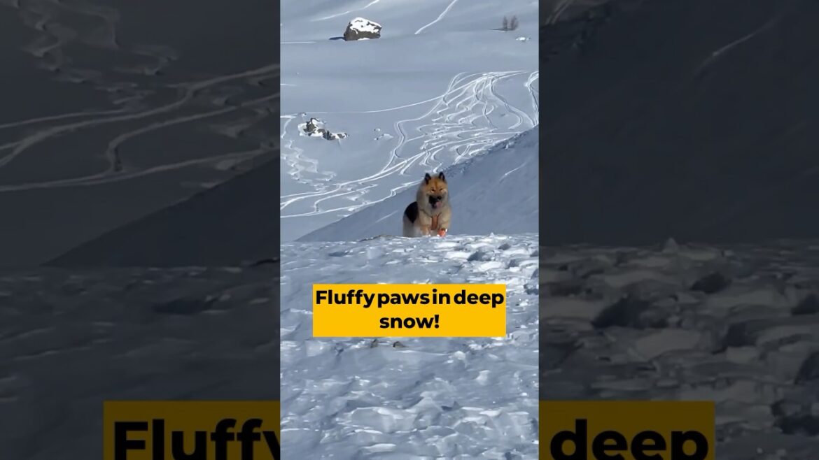 Snowshoeing with Eevee – A Fluffy Adventure in the Mountains! #shorts #puppy #pets #doglife  #cute