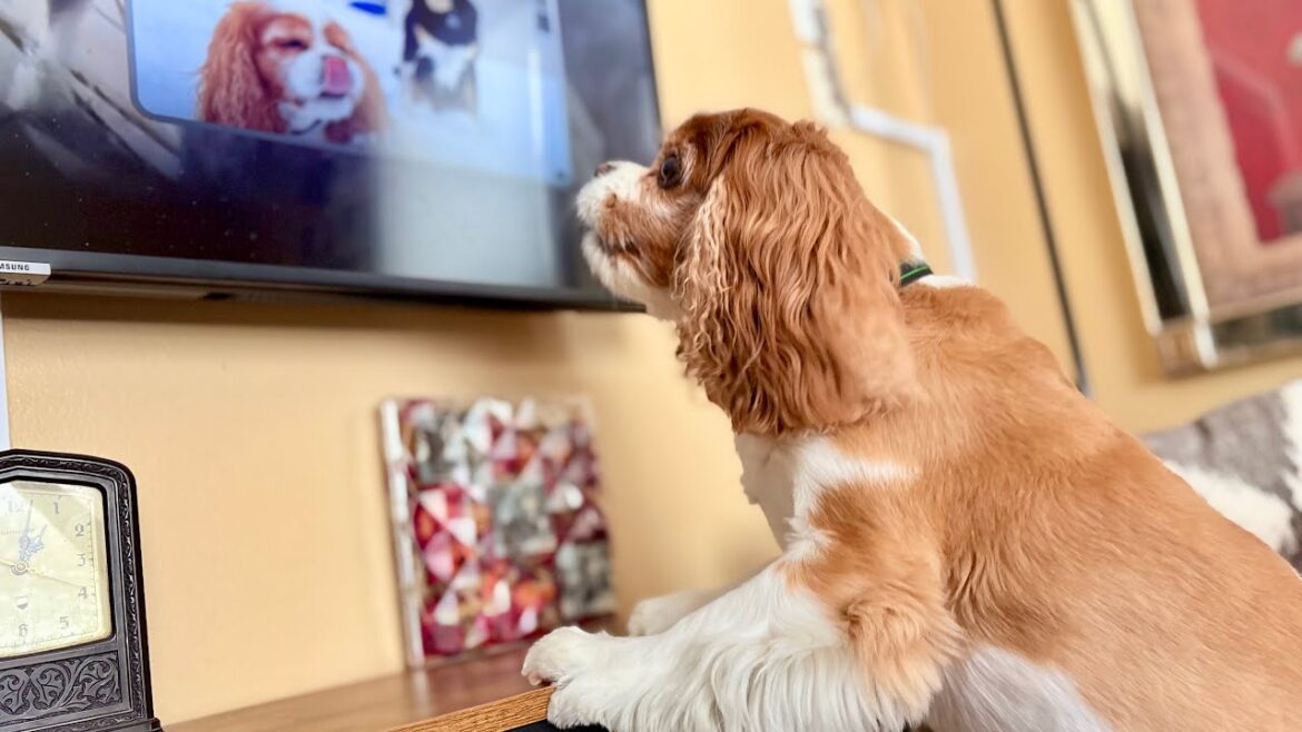Dog Growling At The TV