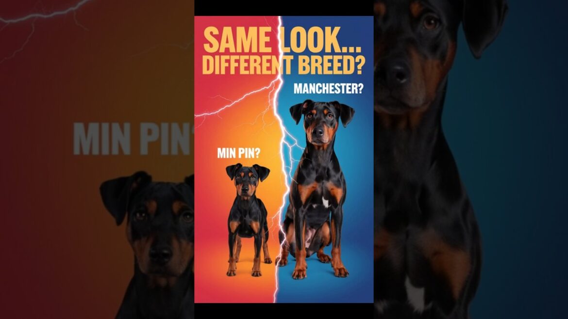 Miniature Pinscher vs  Manchester Terrier – Spot the Difference! 🐶🔥