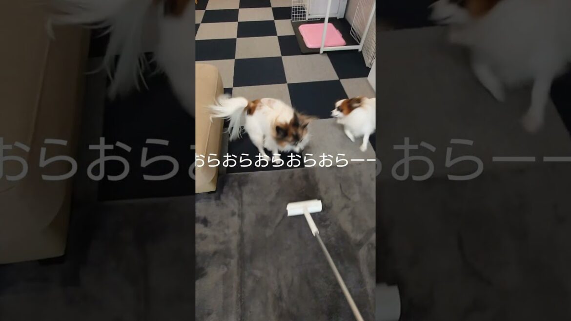 コロコロで攻めてみた（笑） #抜け毛 #パピヨン #犬のいる生活