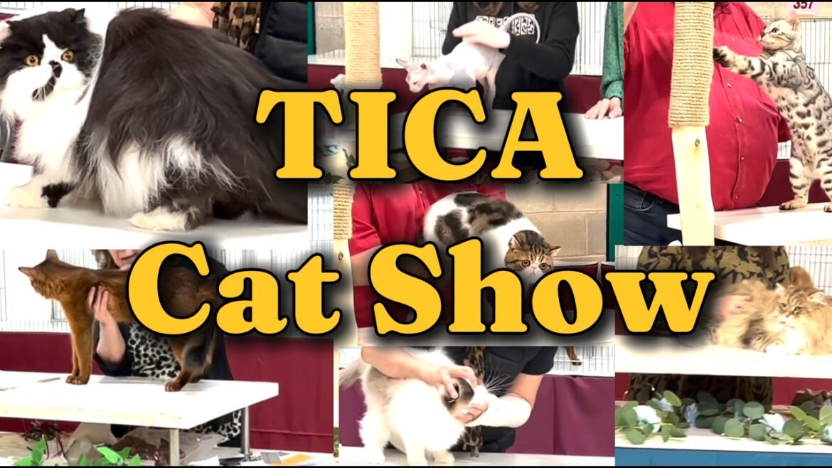 Adorable Cats of the TICA Moulton, UK Cat Show 2025
