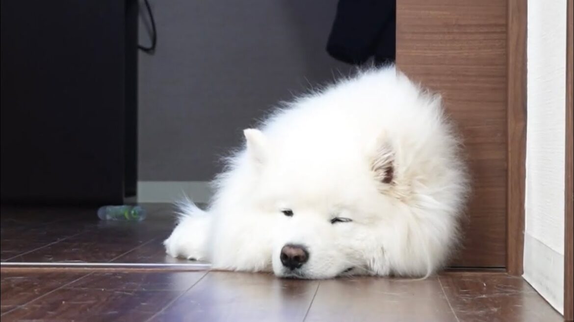 サモエド犬の朝のルーティーンが可愛すぎる サモエド犬の朝のルーティーンが可愛すぎる