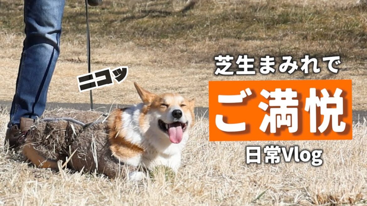 予定のない休日もHappyになっちゃうコーギー犬