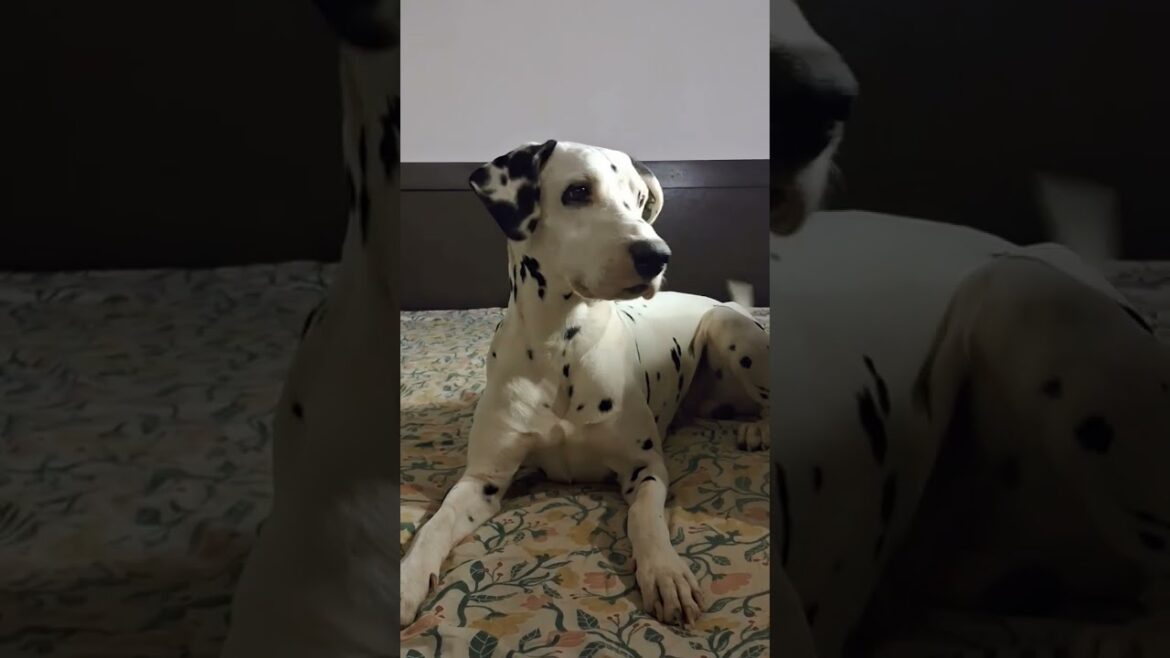 Meet the Most Stylish Dalmatian! 🔥🐶 #DogFashion #shorts