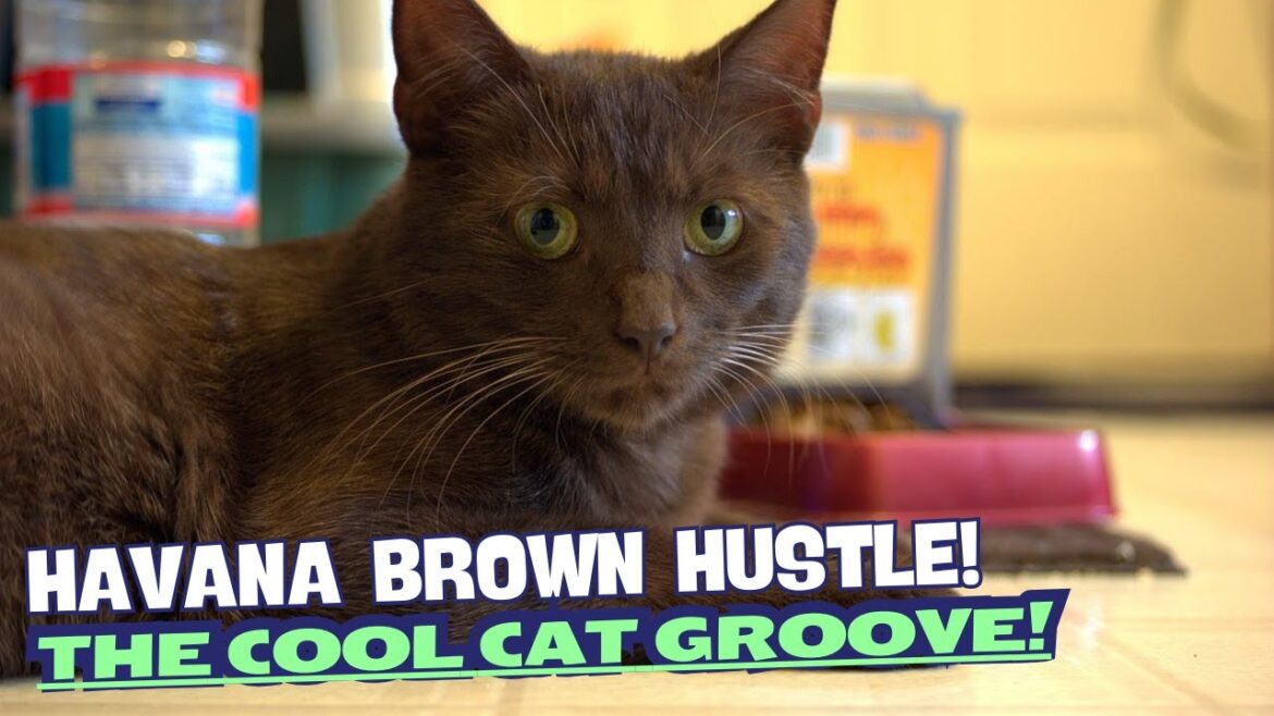 “Havana Brown Hustle” โ The Cool Cat Groove! ๐โโฌ๐ฅ๐พ๐ถ "Havana Brown Hustle" โ The Cool Cat Groove! ๐โโฌ๐ฅ๐พ๐ถ