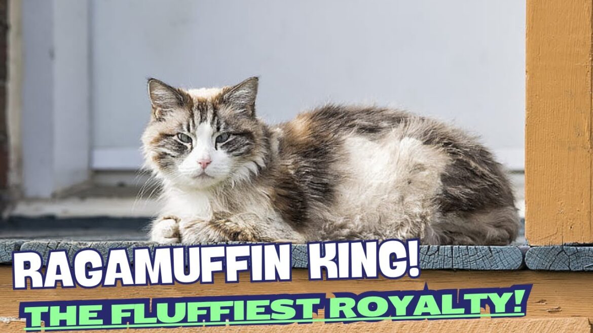 "Ragamuffin King" – The Fluffiest Royalty! 🎶🐱🐾👑
