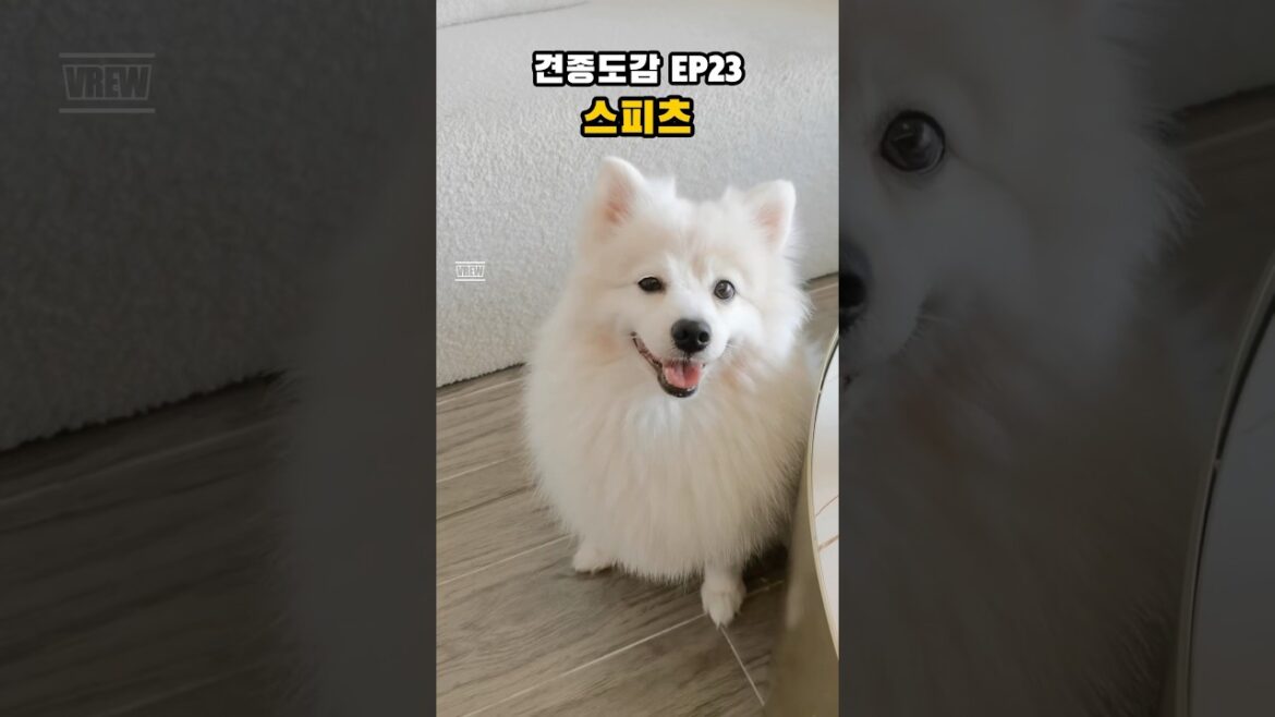 너 개 아니지?: 스피츠 | 견종도감 EP23