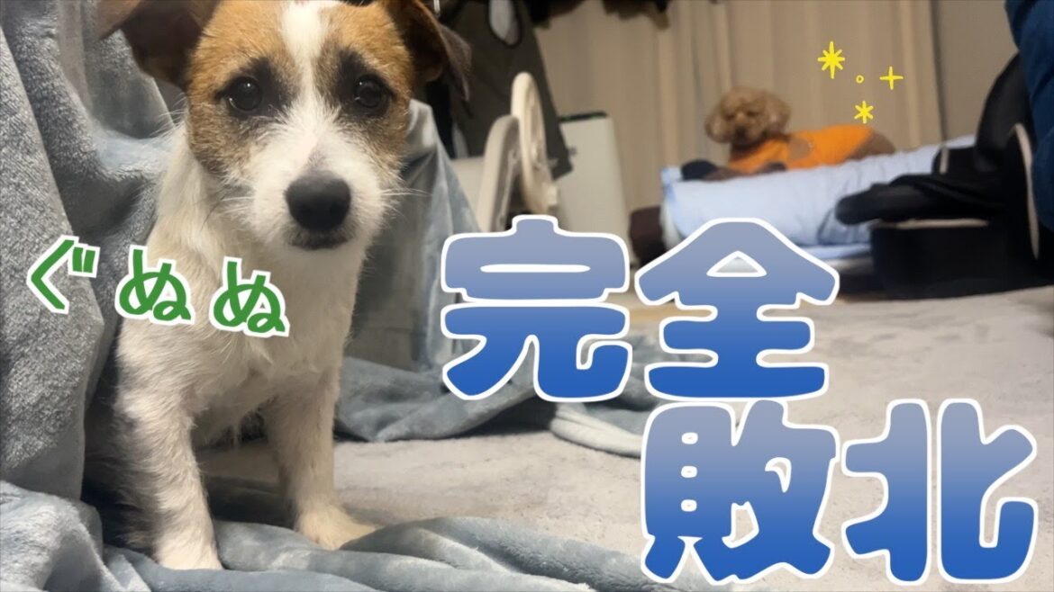 【完全敗北】実家の先輩犬におもちゃを取られて悔しくてずっと文句言ってる犬/ジャックラッセルテリア